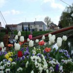 Blumenmeer im Hafen Colmar