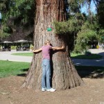 Für diesen Mamutbaum (Séquoia) sind alle Arme zu kurz