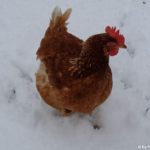 Huhn im Winter